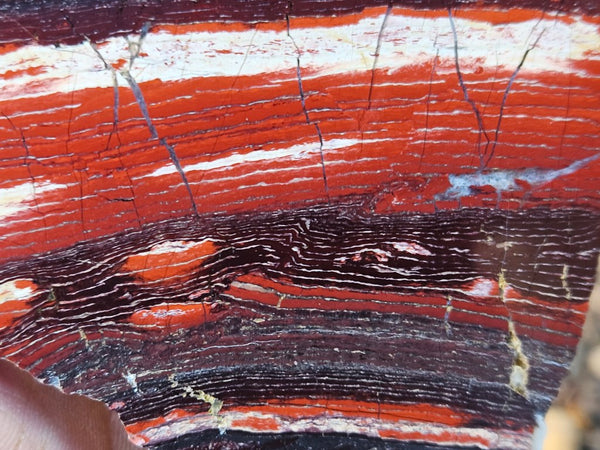 Polished  Snakeskin Jasper slab SS185