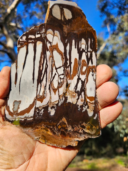 Polished Outback Jasper slab OJ186