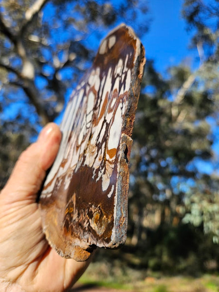 Polished Outback Jasper slab OJ186