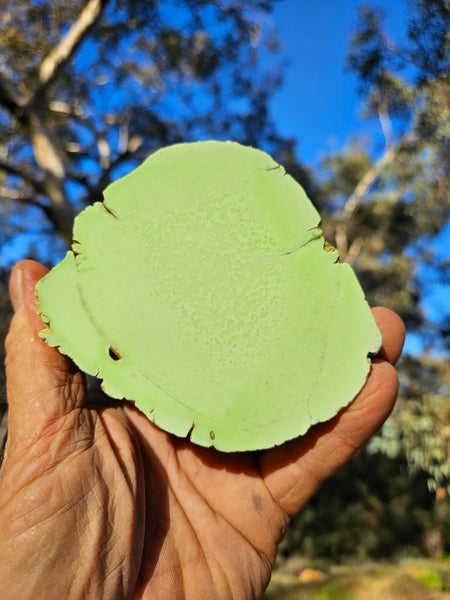 Polished Lime Magnesite specimen. MAP206