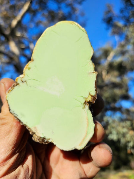 Polished Lime Magnesite specimen. MAP207