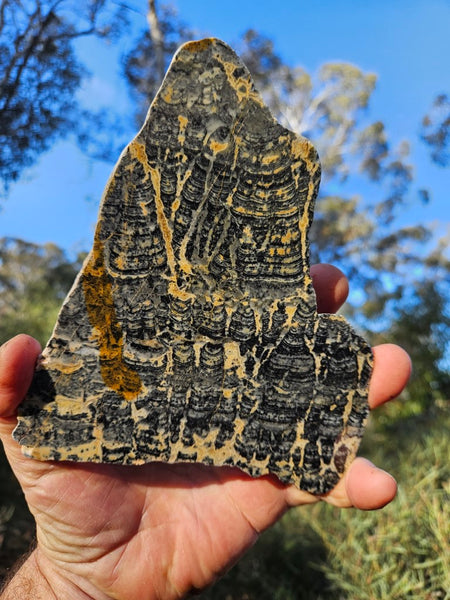 Polished fossil stromatolite slab. Asperia ashburtonia. ASP152