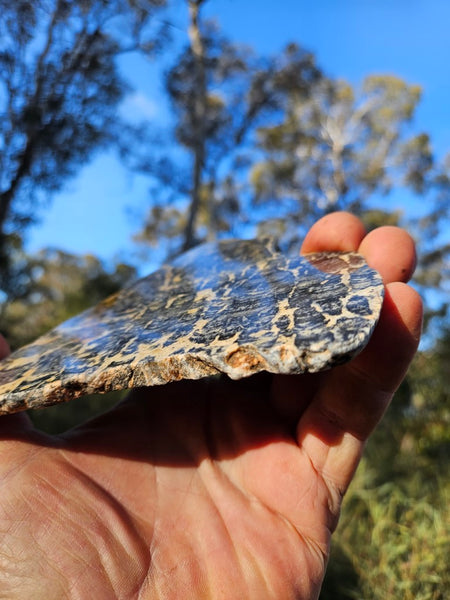 Polished fossil stromatolite slab. Asperia ashburtonia. ASP152