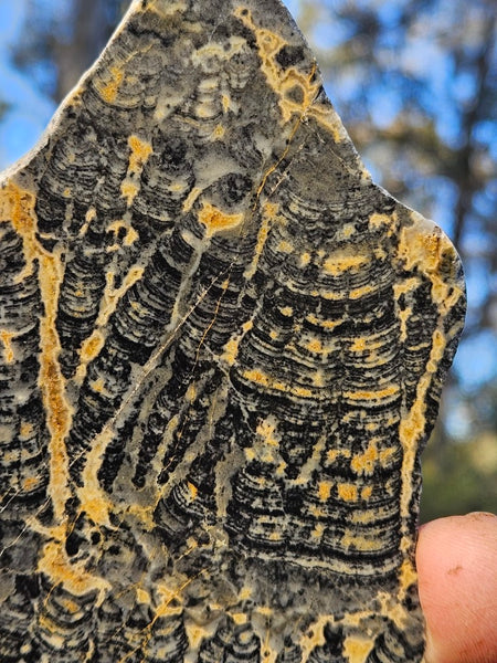 Polished fossil stromatolite slab. Asperia ashburtonia. ASP152