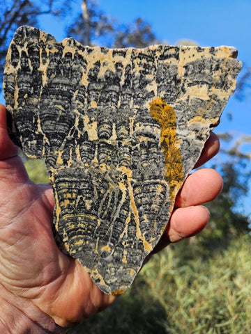 Polished fossil stromatolite slab. Asperia ashburtonia. ASP152