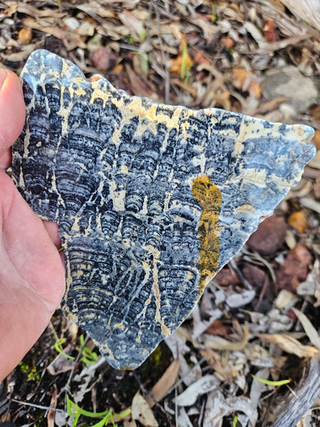 Polished fossil stromatolite slab. Asperia ashburtonia. ASP152