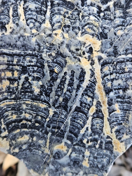 Polished fossil stromatolite slab. Asperia ashburtonia. ASP152