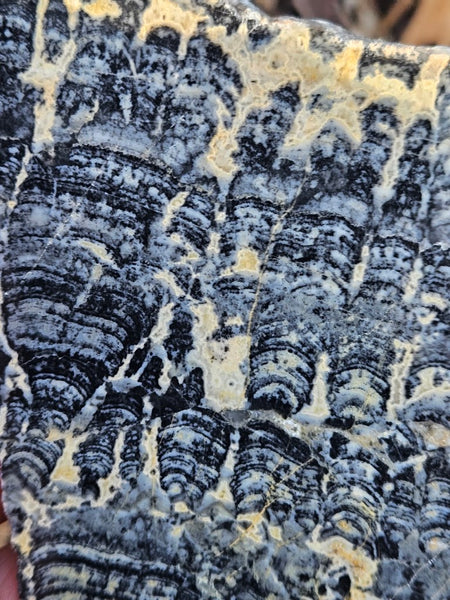 Polished fossil stromatolite slab. Asperia ashburtonia. ASP152