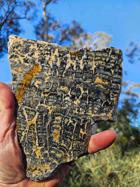 Polished fossil stromatolite slab. Asperia ashburtonia. ASP153