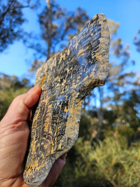 Polished fossil stromatolite slab. Asperia ashburtonia. ASP153