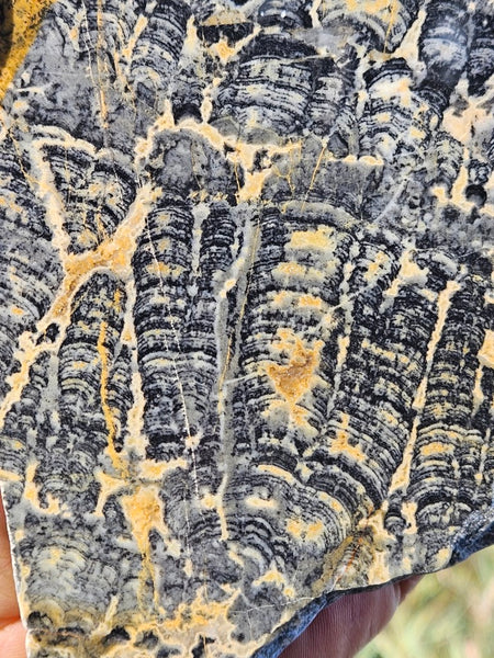 Polished fossil stromatolite slab. Asperia ashburtonia. ASP153