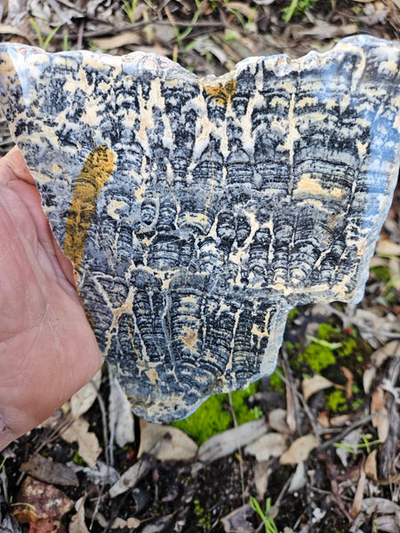 Polished fossil stromatolite slab. Asperia ashburtonia. ASP153