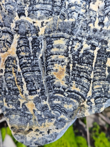 Polished fossil stromatolite slab. Asperia ashburtonia. ASP153