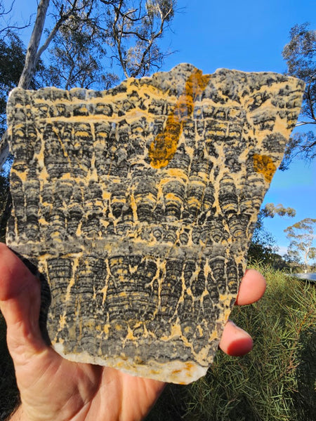 Polished fossil stromatolite slab. Asperia ashburtonia. ASP154