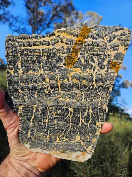 Polished fossil stromatolite slab. Asperia ashburtonia. ASP154