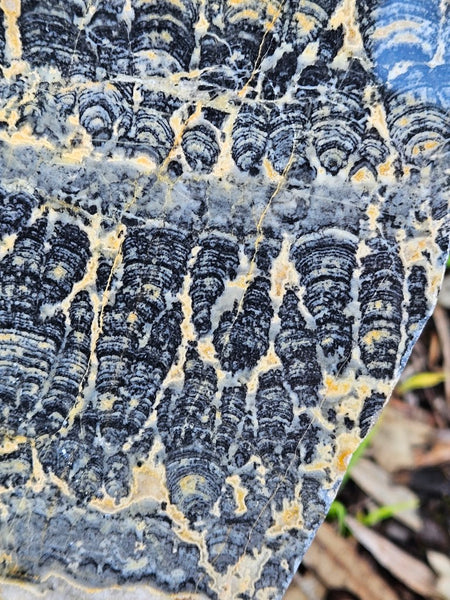 Polished fossil stromatolite slab. Asperia ashburtonia. ASP154