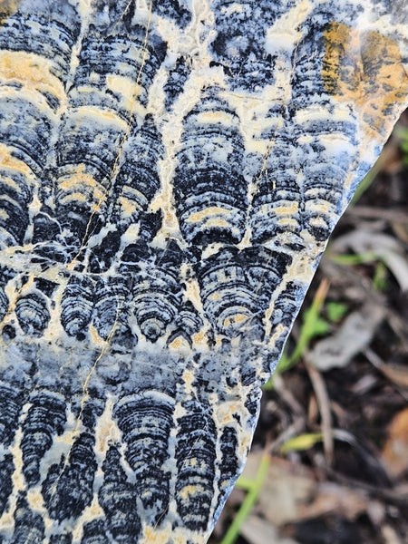 Polished fossil stromatolite slab. Asperia ashburtonia. ASP154