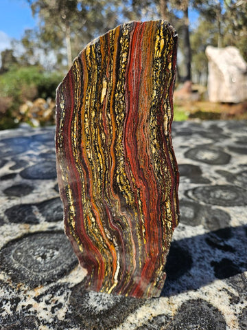 Polished Tiger Iron display specimen TI330