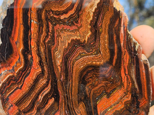 Polished Tiger Iron display specimen TI332