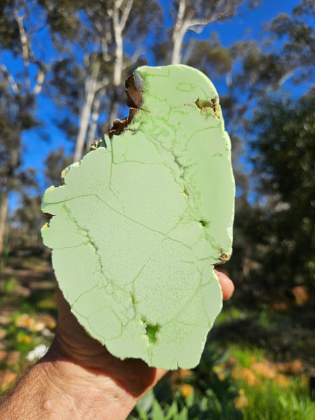 Polished Lime Magnesite specimen. MAP208