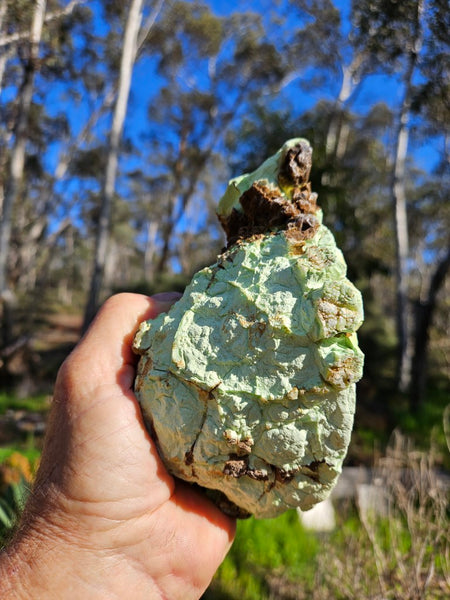 Polished Lime Magnesite specimen. MAP208