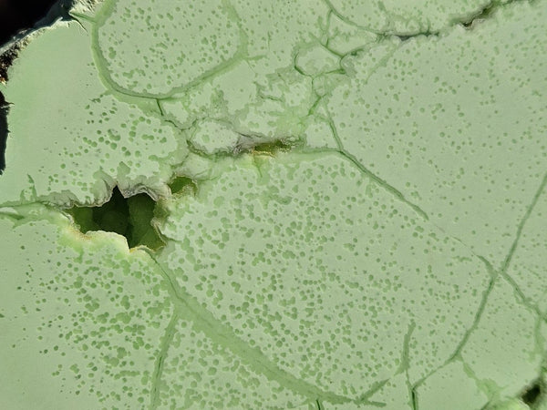 Polished Lime Magnesite specimen. MAP208