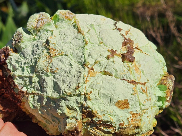 Polished Lime Magnesite specimen. MAP208