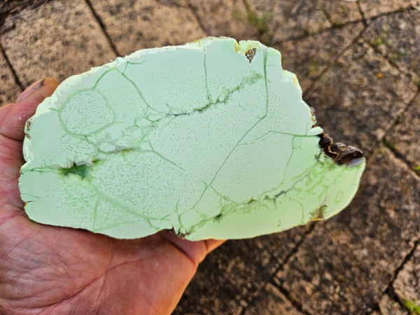 Polished Lime Magnesite specimen. MAP208