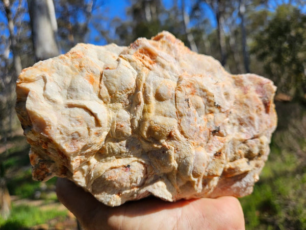 Crazy Lace Agate rough.  CLR 118