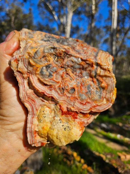 Crazy Lace Agate rough.  CLR 118