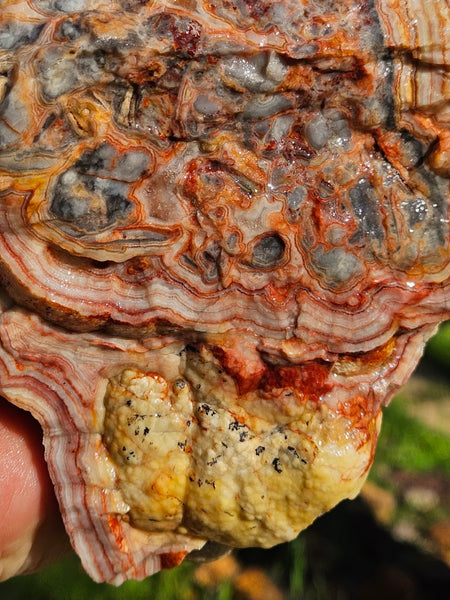 Crazy Lace Agate rough.  CLR 118