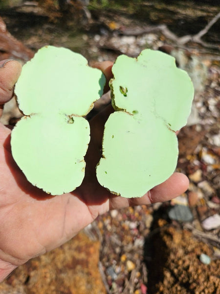 Pair of polished Magnesite halves. MAP209