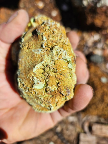 Pair of polished Magnesite halves. MAP209