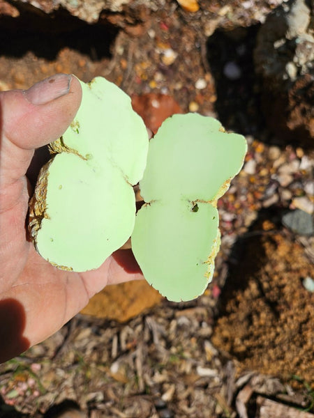 Pair of polished Magnesite halves. MAP209