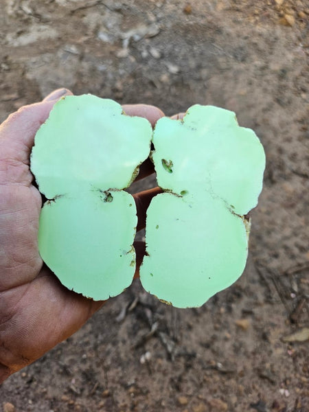 Pair of polished Magnesite halves. MAP209