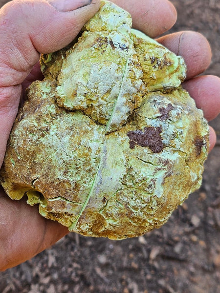 Pair of polished Magnesite halves. MAP209