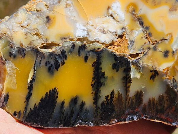 Polished Dendritic Opal slab DO207