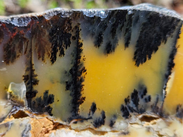 Polished Dendritic Opal slab DO207