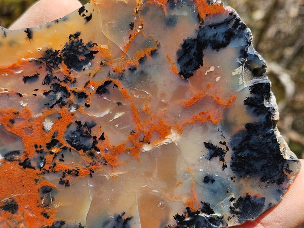 Polished Dendritic Opal slab DO208