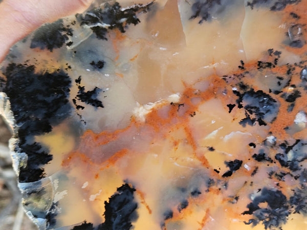 Polished Dendritic Opal slab DO208