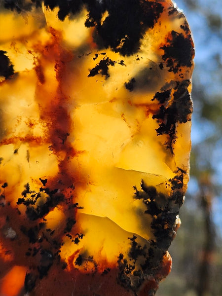 Polished Dendritic Opal slab DO208