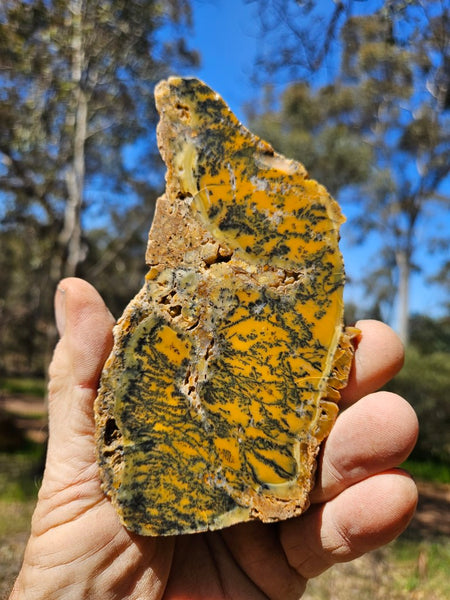 Polished Dendritic Opal slab DO204