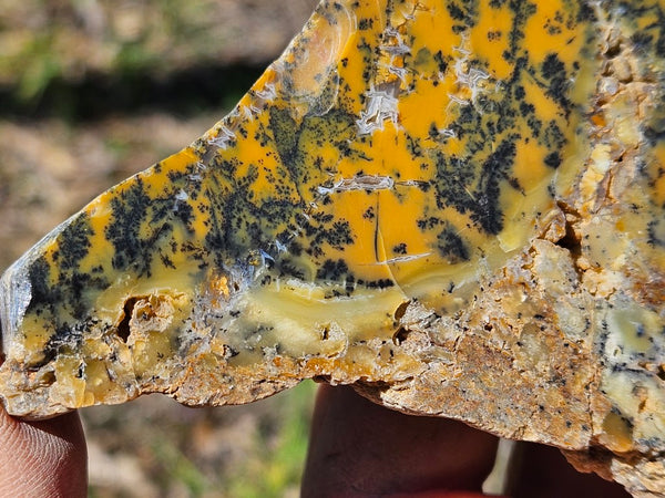 Polished Dendritic Opal slab DO204