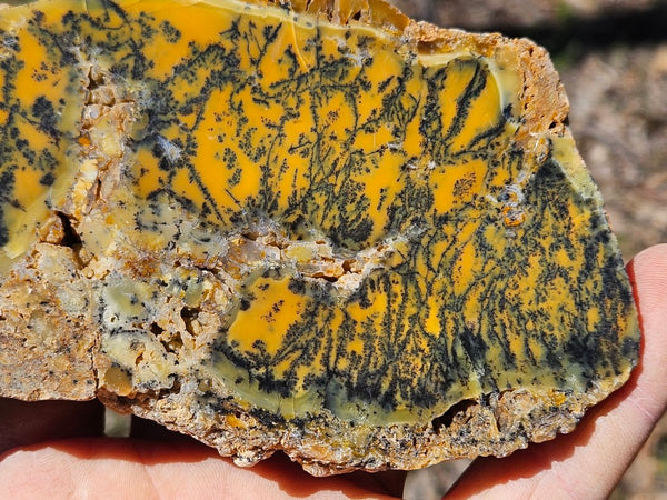 Polished Dendritic Opal slab DO204