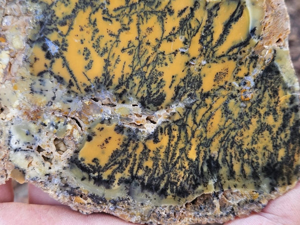 Polished Dendritic Opal slab DO204