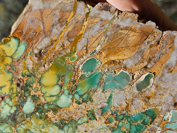 Variscite Polished Slab.  VP 281