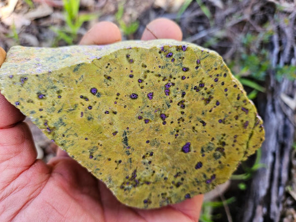 Polished Stichtite in Serpentine (Atlantisite) STI143