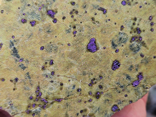 Polished Stichtite in Serpentine (Atlantisite) STI143