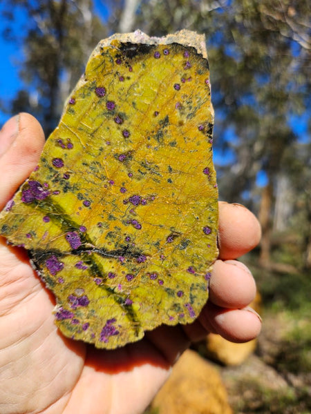 Polished Stichtite in Serpentine slab (Atlantisite) STI146