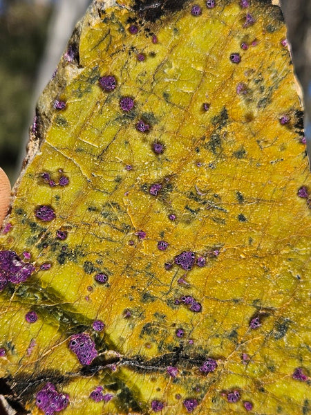 Polished Stichtite in Serpentine slab (Atlantisite) STI146